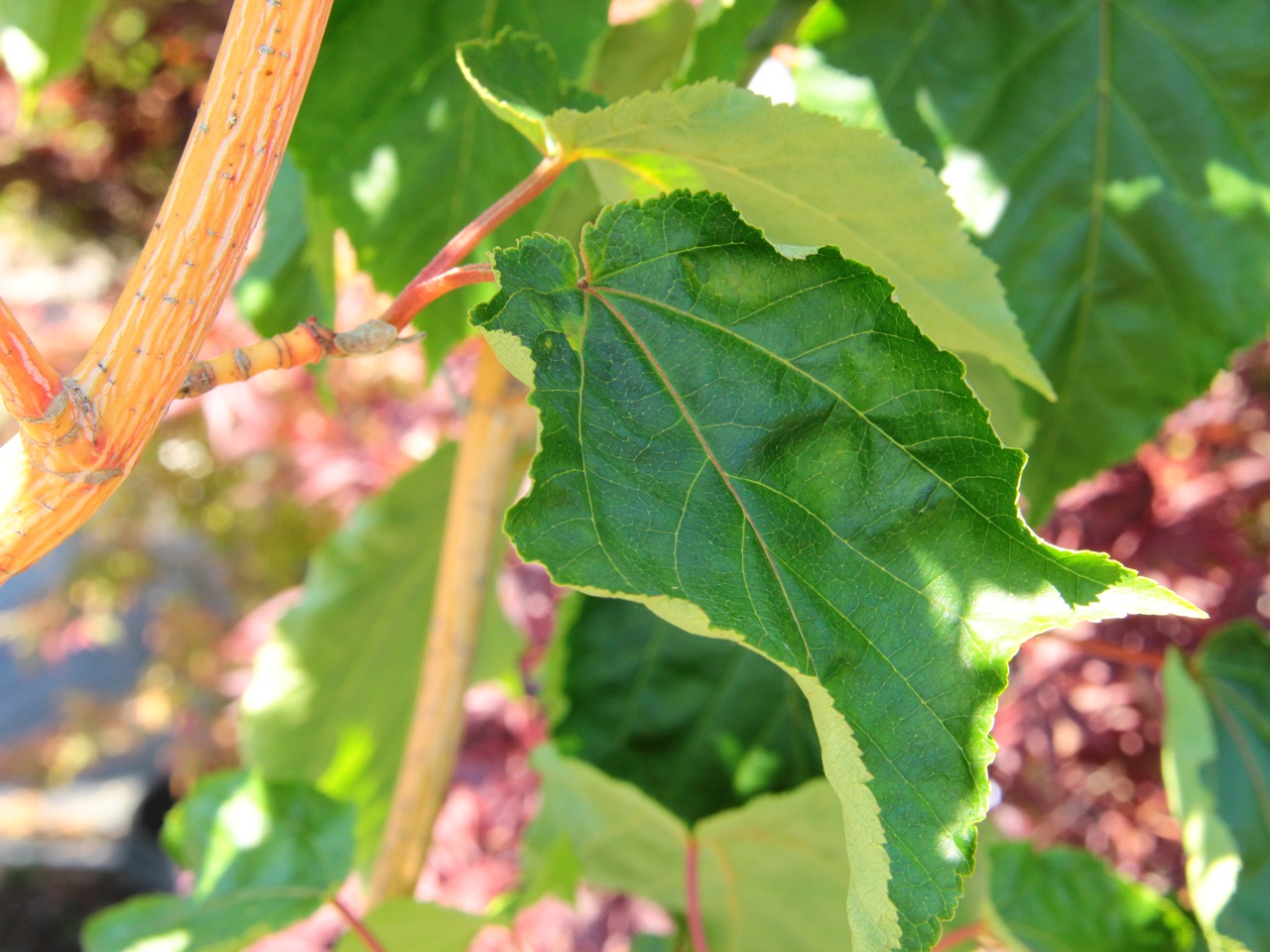 Acer-conspicuum-Phoenix-Japanese-maple-stripe-bark-snakebark-maple