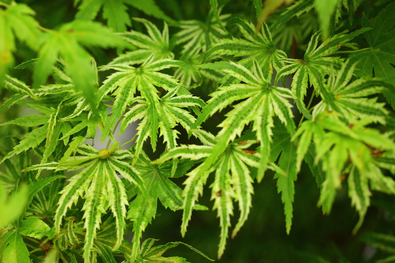 Acer palmatum ‘Iro iro’