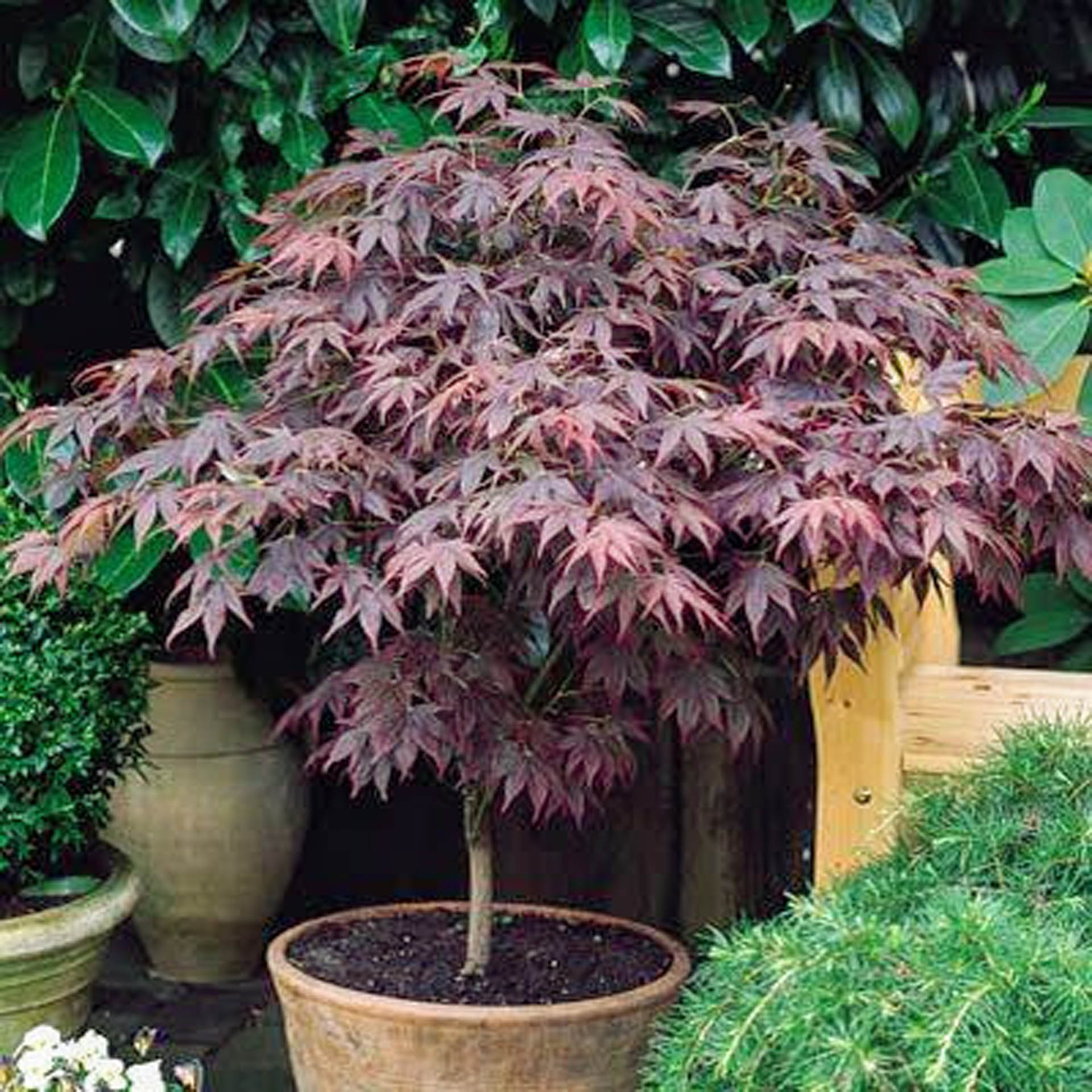 Bloodgood Japanese Maples for containers