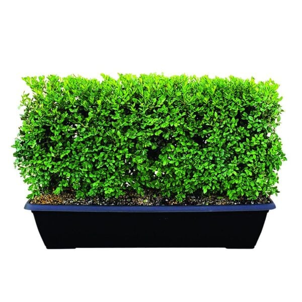 Green Mountain Boxwood MiniHedge