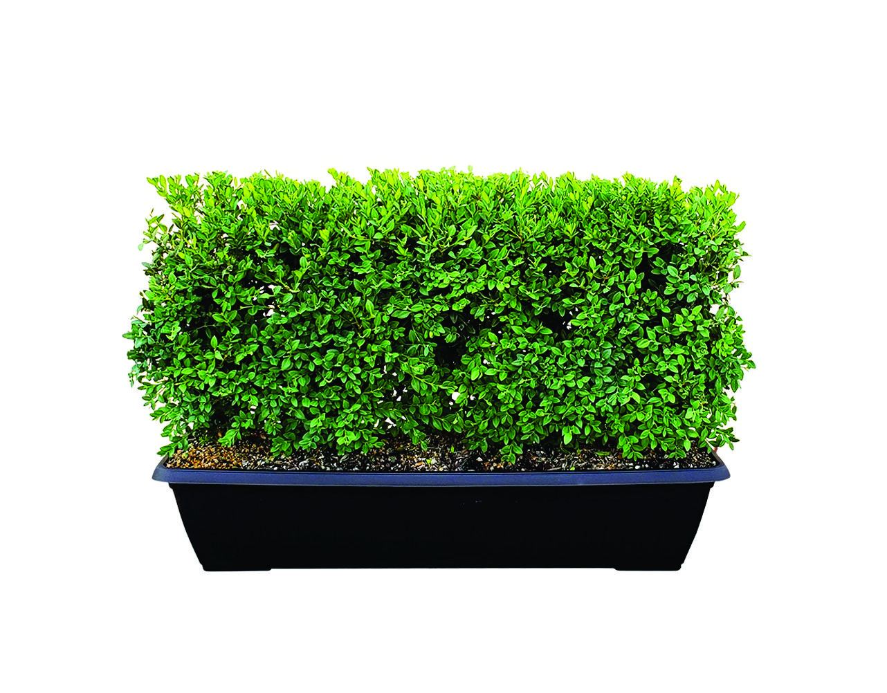 Green Mountain Boxwood MiniHedge