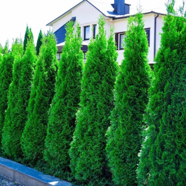 pruning emerald green arborvitae