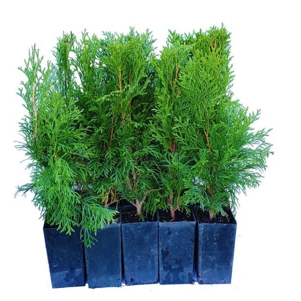 emerald green arborvitae smaragd