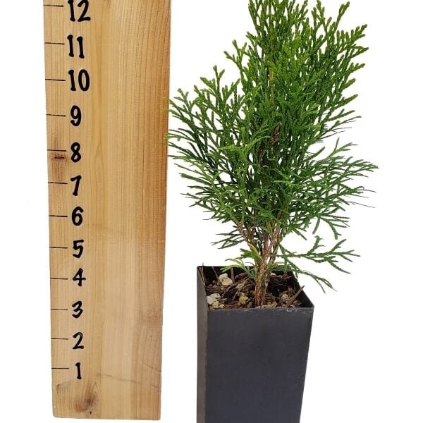 emerald green arborvitae spacing