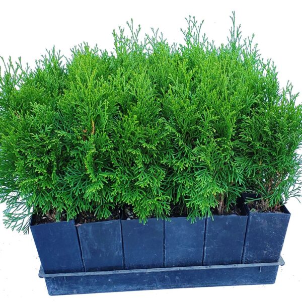 emerald green arborvitae height