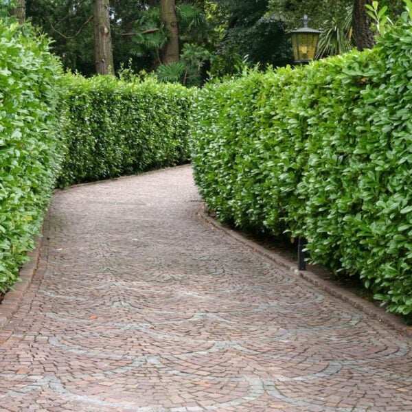 Prunus laurocerasus English laurel InstantHedge 10 linear feet
