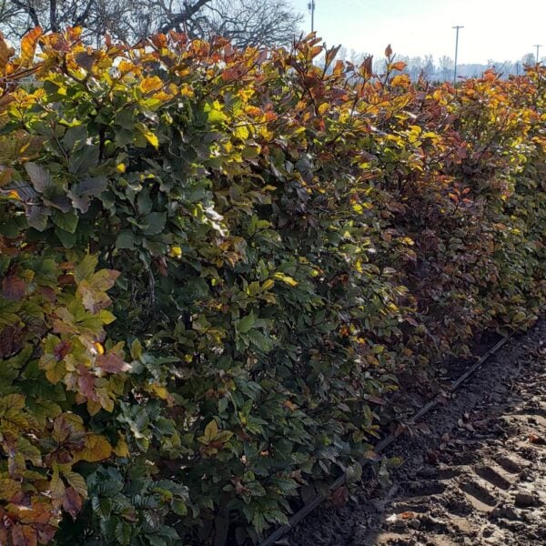 Fagus sylvatica  European Beech  InstantHedge 10 linear feet
