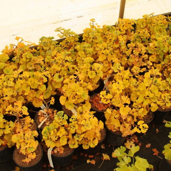 Ginkgo biloba 'Sari' Maidenhair Tree