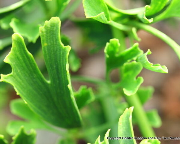 Ginkgo biloba 'Survivor'