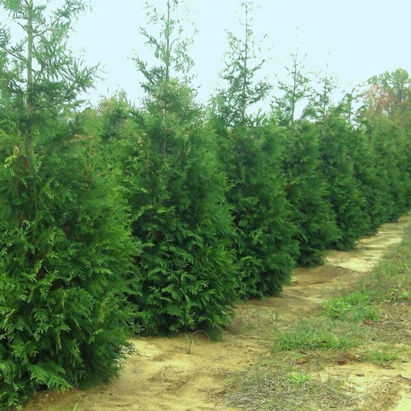 thuja green giant trees for sale