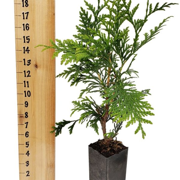 Thuja x 'Green Giant' Green Giant Arborvitae Tree Pot