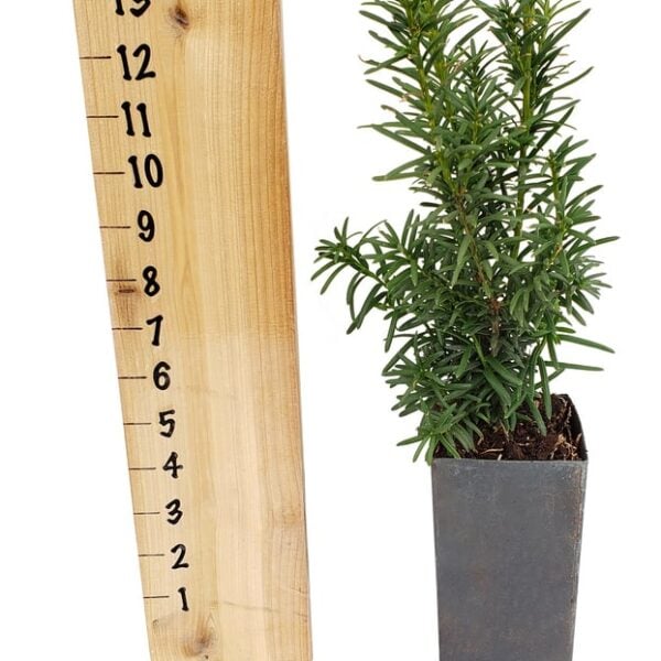 Hicks Yew Tree Pot