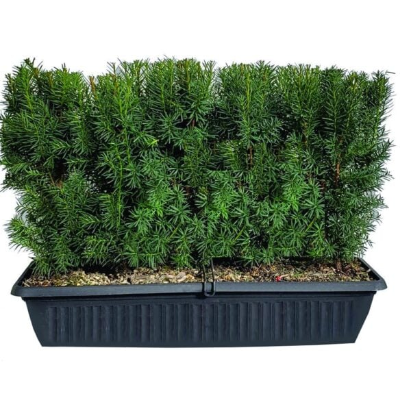 Taxus x media ‘Hicksii’ Hicks Yew MiniHedge