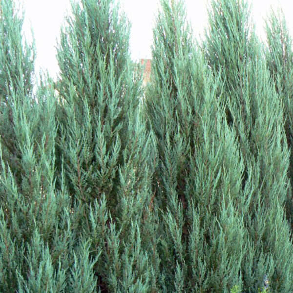 blue arrow juniper