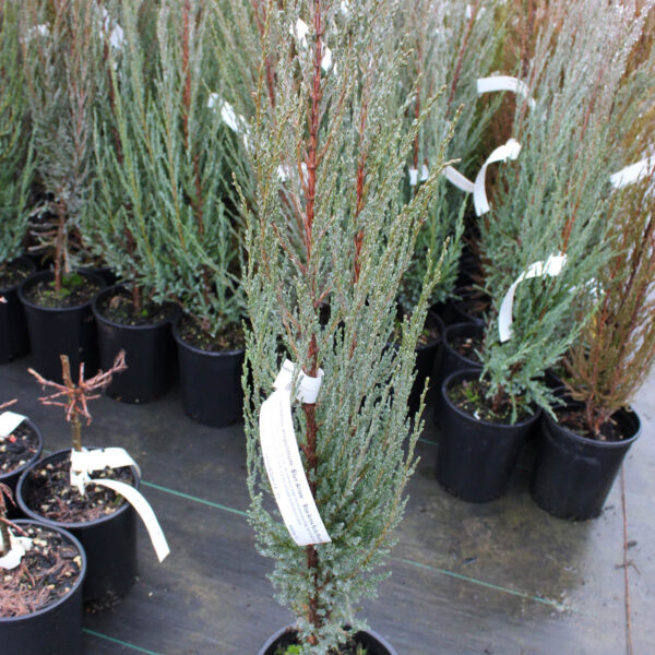 blue arrow rocky mountain juniper