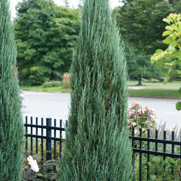 Juniperus scopulorum 'Blue Arrow'