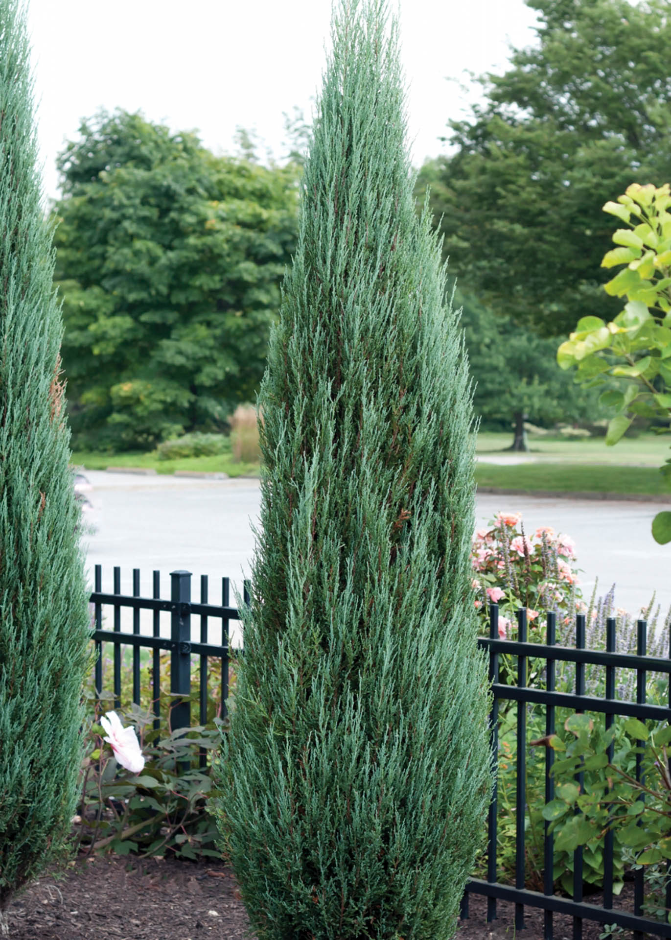 Juniperus scopulorum 'Blue Arrow'