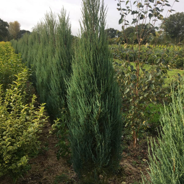 rocky mountain juniper juniperus scopulorum
