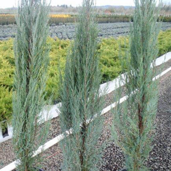 blue arrow juniper size