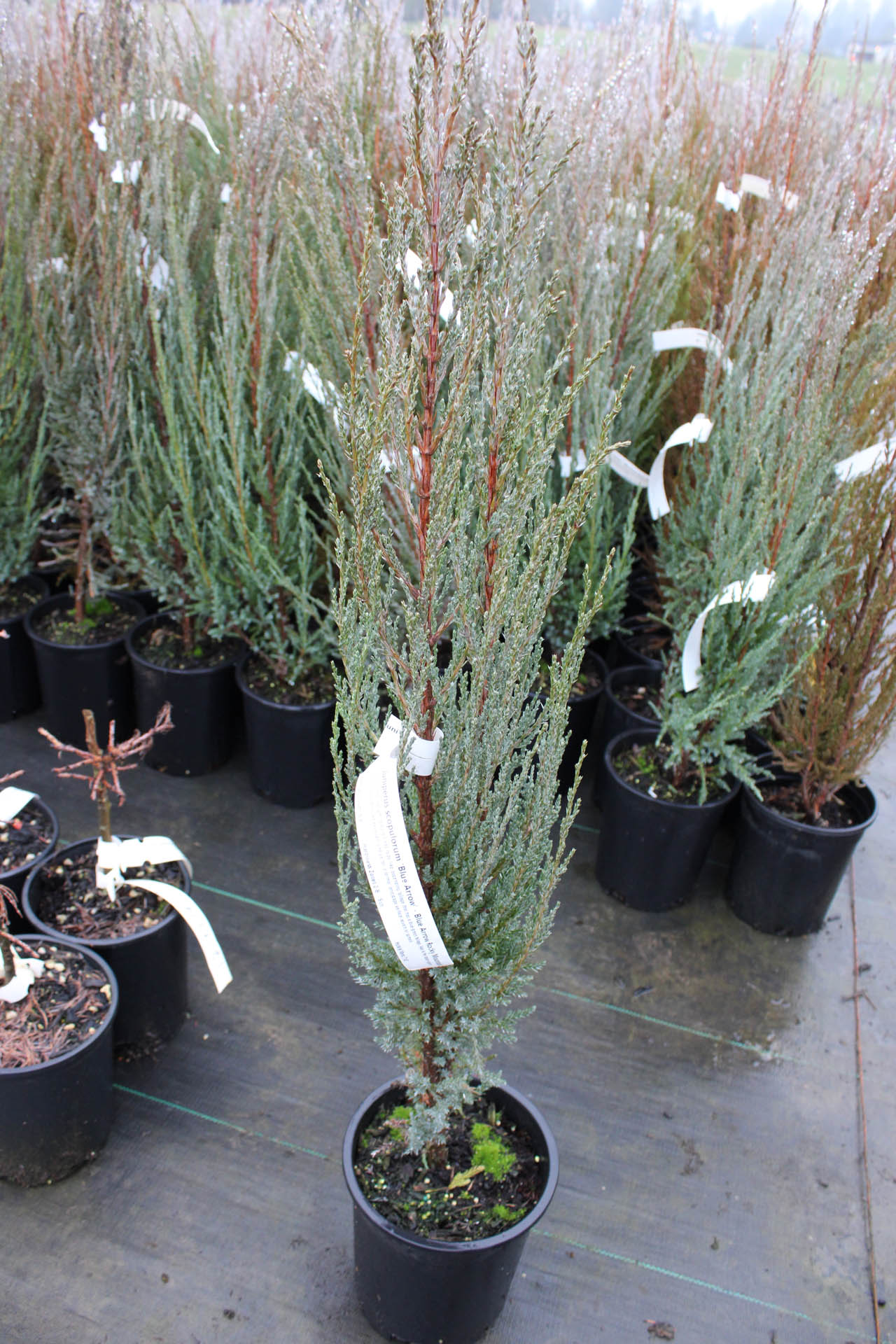 Juniperus scopulorum ‘Blue Arrow’