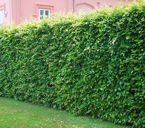 Carpinus betulus  European Hornbeam  InstantHedge 10 linear feet