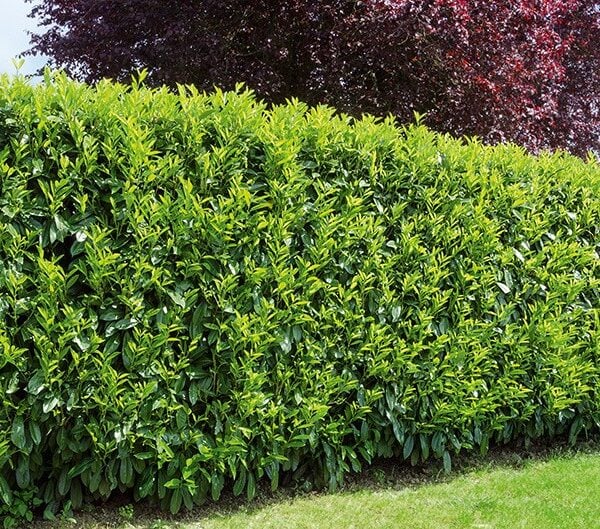 portuguese laurel