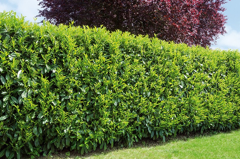 Buy Prunus lusitanica Portuguese laurel InstantHedge 10 linear feet