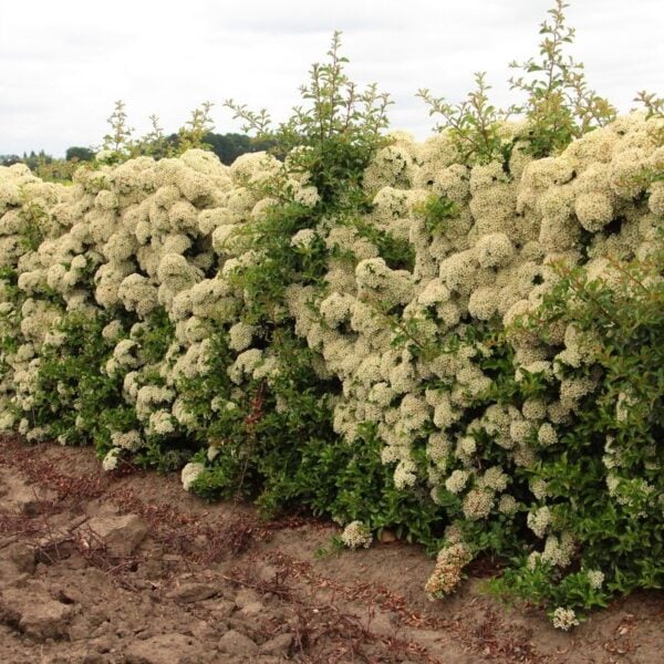 Pyracantha 'Teton' Teton Firethorn InstantHedge 10 linear feet