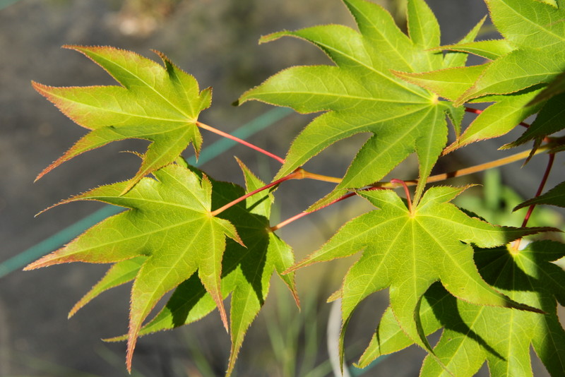 Acer palmatum ‘Hogyoku’