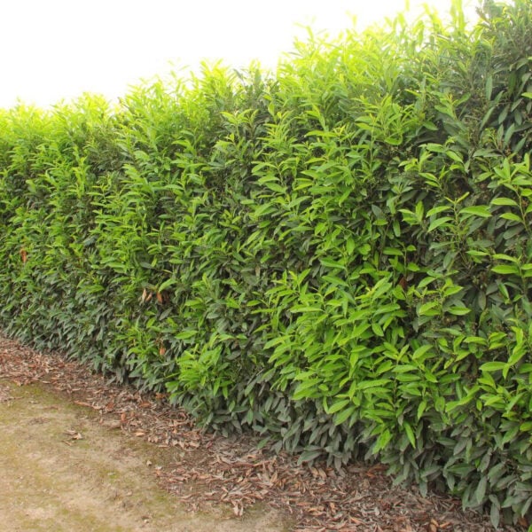 skip laurels hedge