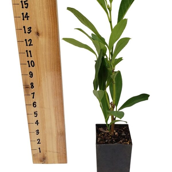 Prunus 'Schipkaensis' Schip laurel Tree Pot