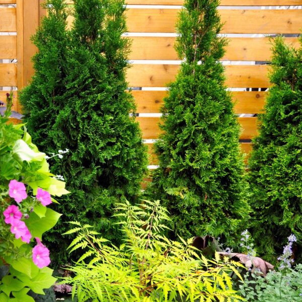 planting emerald green arborvitae