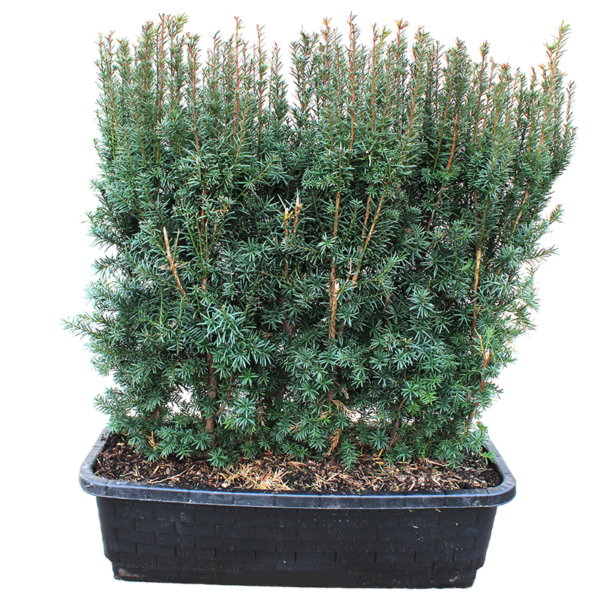 Taxus x media 'Hicksii' Hicks Yew MiniHedgeXL
