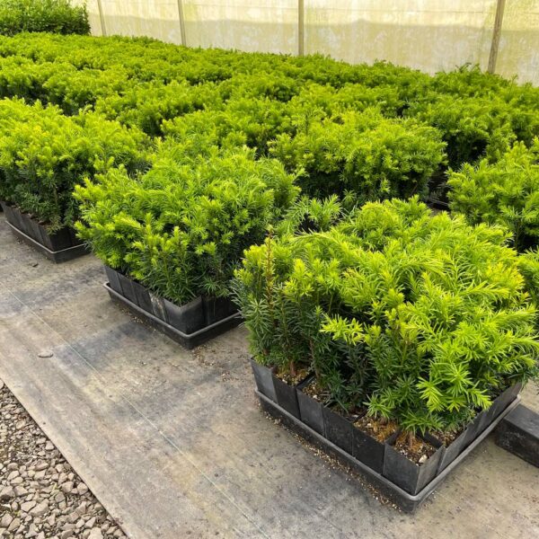 Hicks Yew hedges for USDA zone 5-8