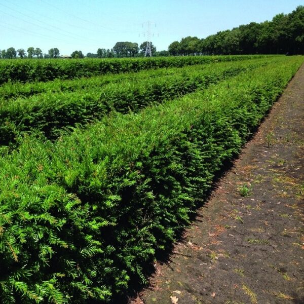 Hicks Yew hedges planted in a row