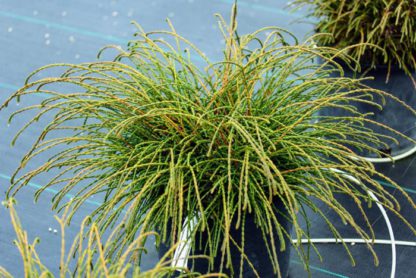 Thuja plicata ‘Whipcord’