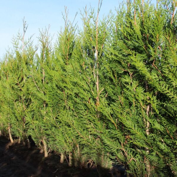 thuja plicata western red cedar