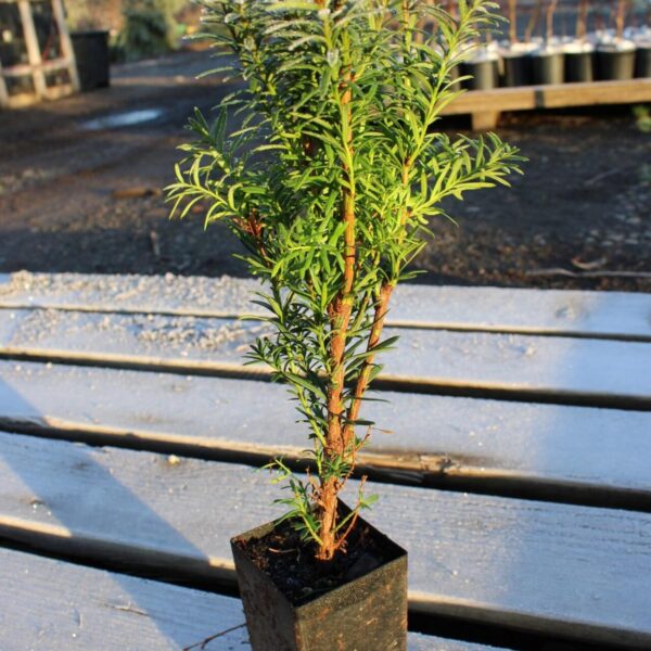 Easy to plant Hicks Yew Hedges