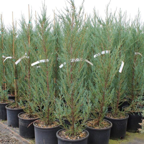 juniperus scopulorum blue arrow