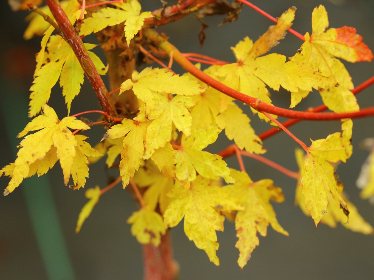 Bark Maples