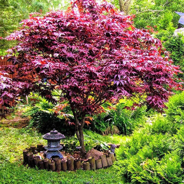 bloodgood japanese maple tree