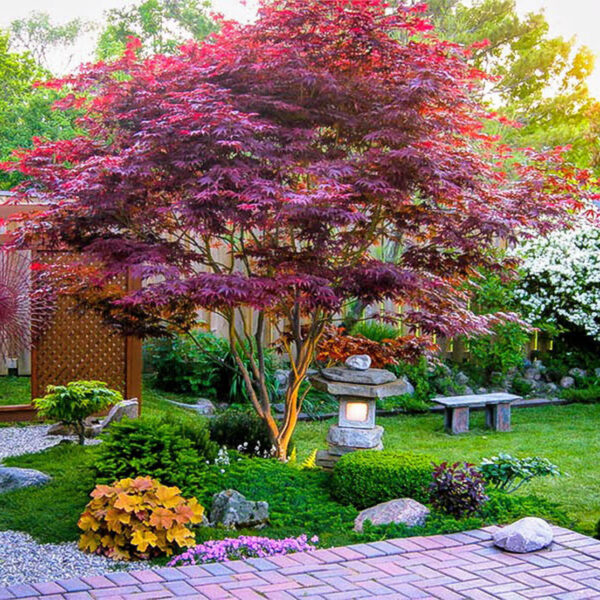 acer palmatum bloodgood