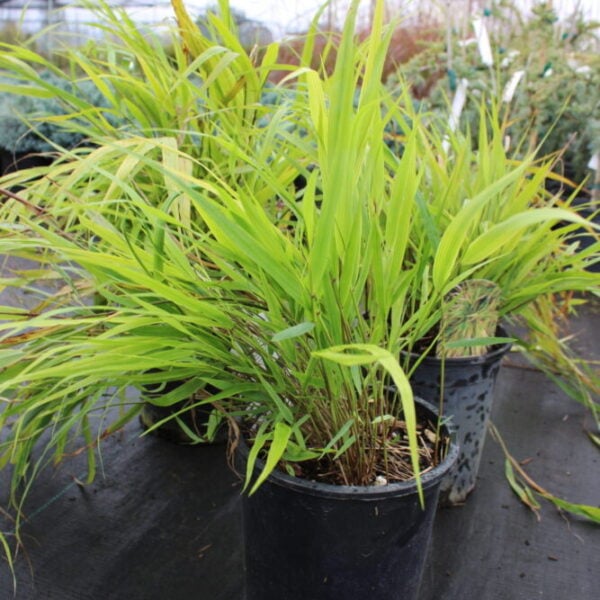Hakonechloa macra 'Beni-kaze'