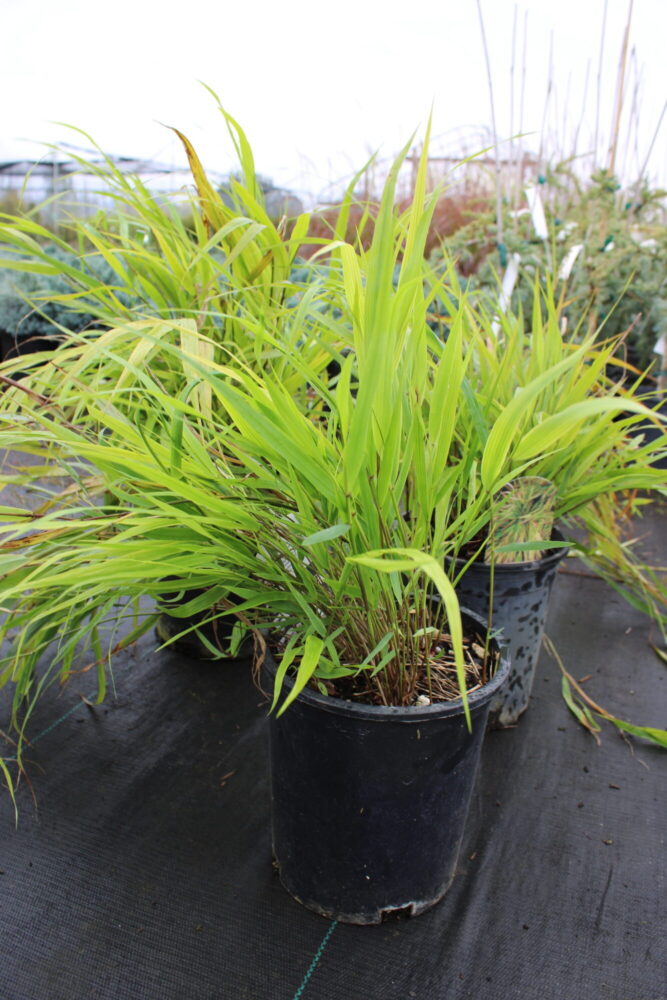 Hakonechloa macra 'Beni-kaze'