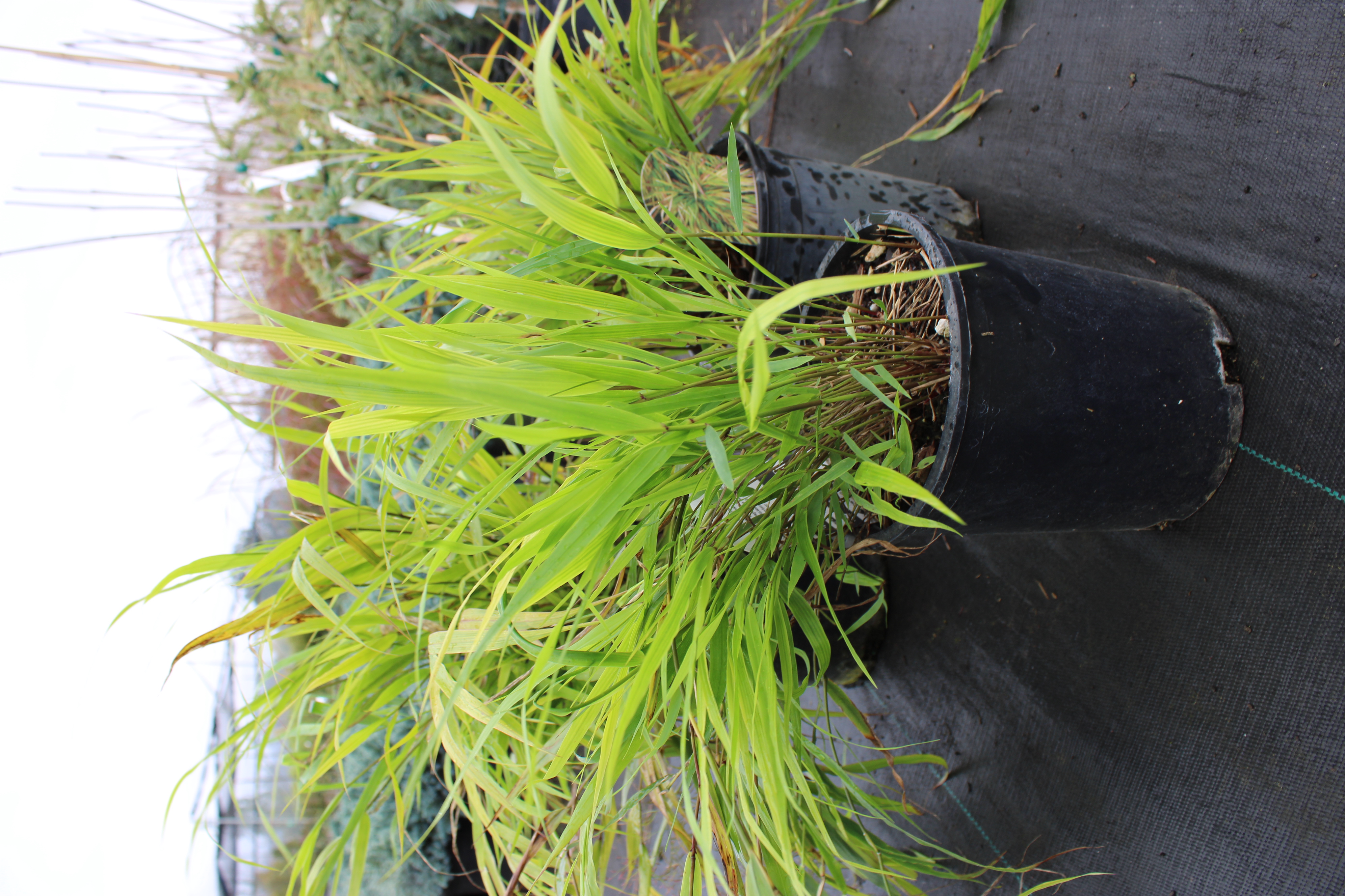 Hakonechloa Macra Beni Kaze Conifer Kingdom