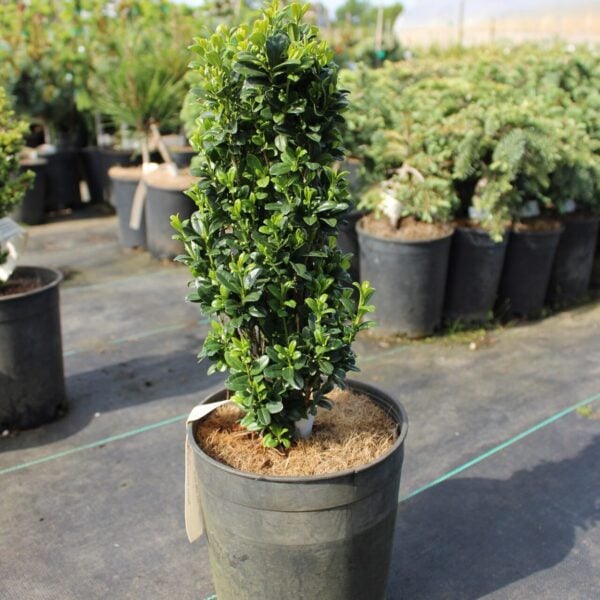Sky Pencil Japanese Holly