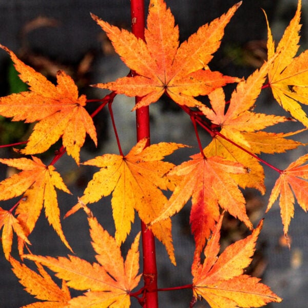 Acer palmatum ‘Sango kaku’