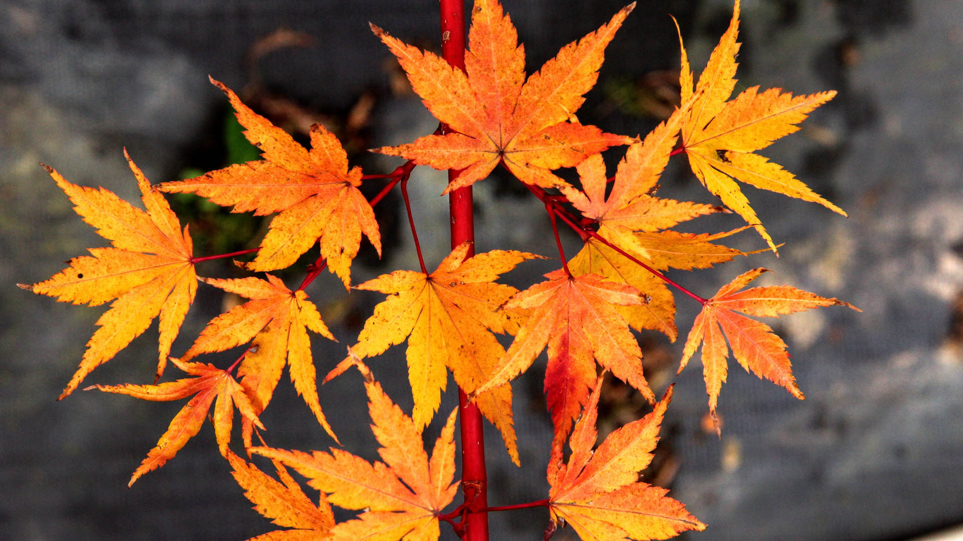 Acer palmatum ‘Sango kaku’