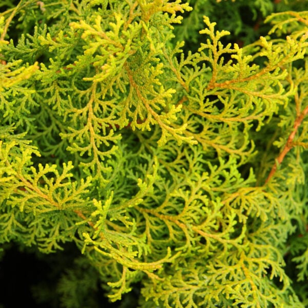 Chamaecyparis obtusa 'Spirited' Hinoki Cypress