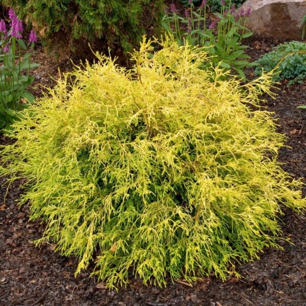Chamaecyparis pisifera ‘Golden Mop’